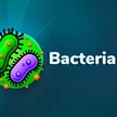 Bacteria