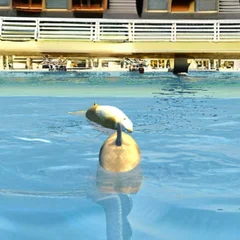 Shark Simulator Beach Killer